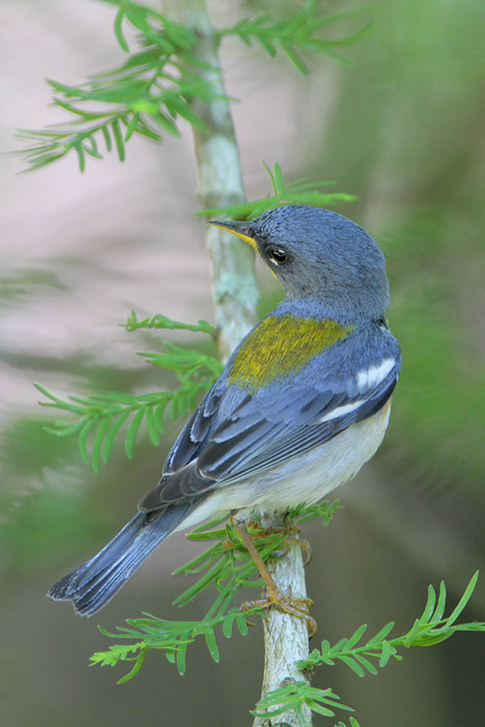 Northern Parula