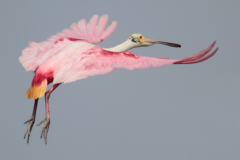 Roseate Spoonbill