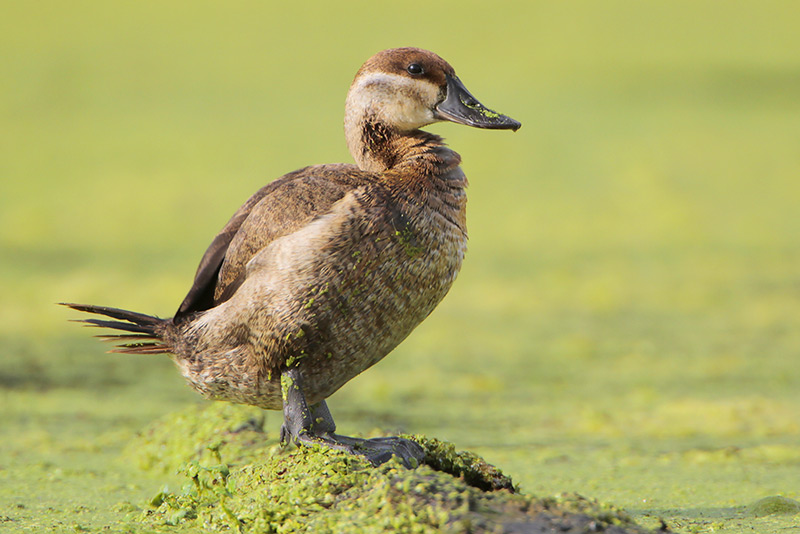 Ruddy Duck