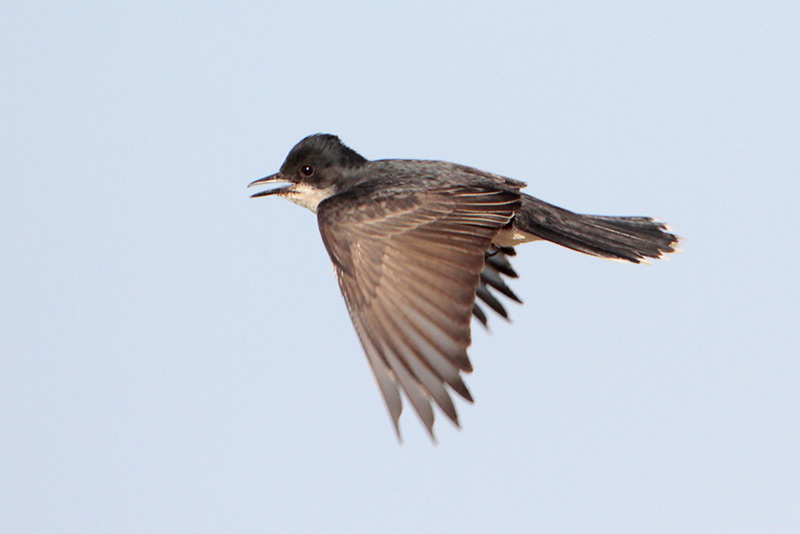 Eastern Kingbird