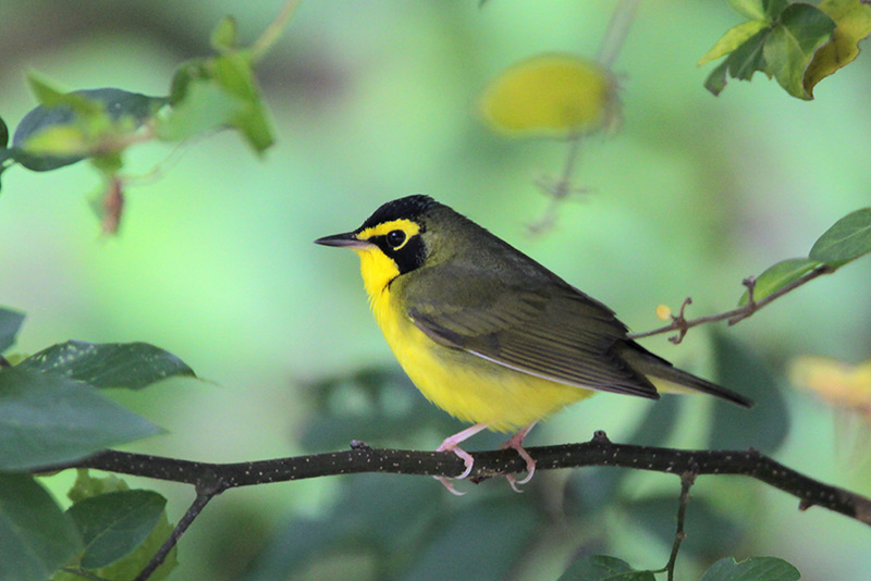 Kentucky Warbler