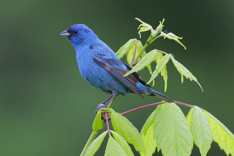 Indigo Bunting