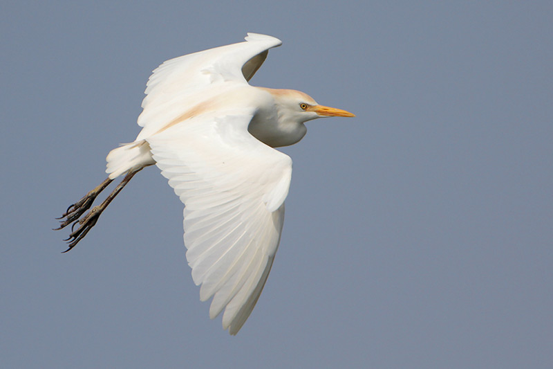 Cattle Egret