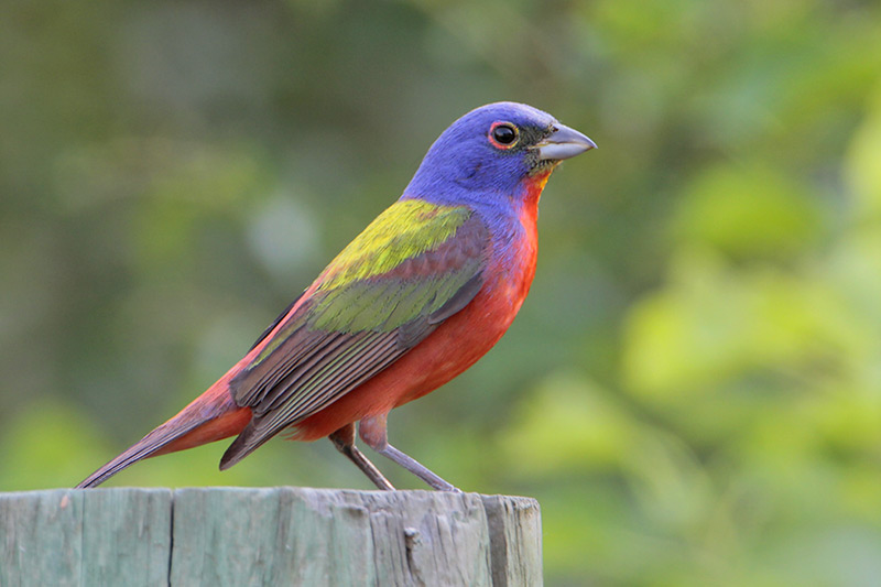 Painted Bunting