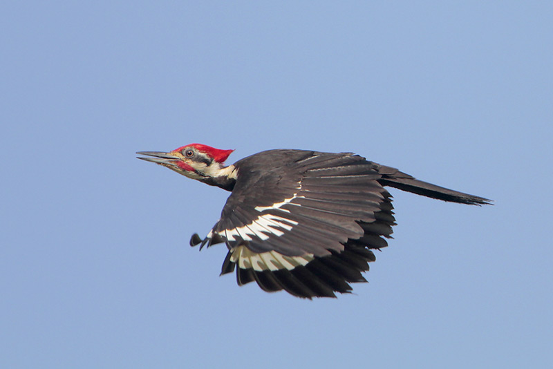 Pileated Woodpecker