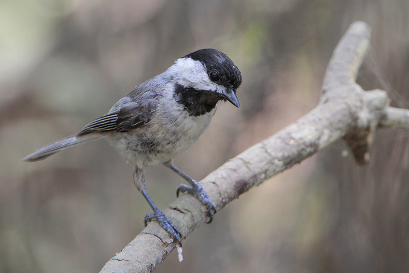 Carolina Chickadee