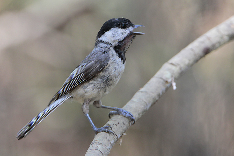 Carolina Chickadee