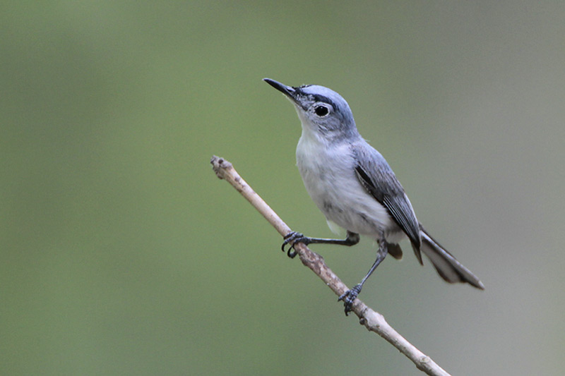 Blue-gray Gnatcatcher