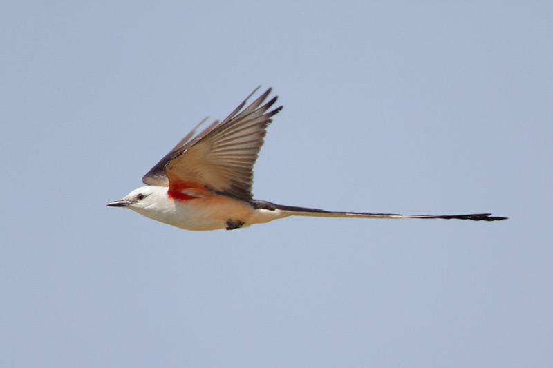Scissor-tailed Flycatcher