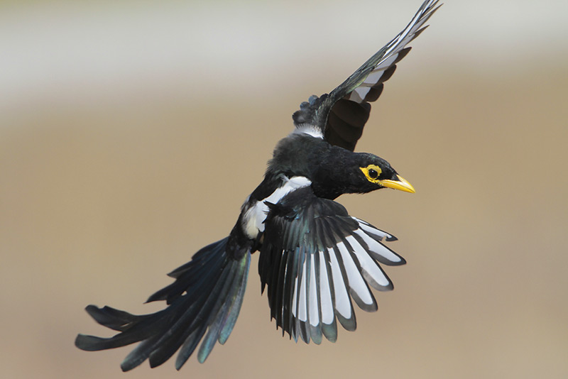 Yellow-billed Magpie