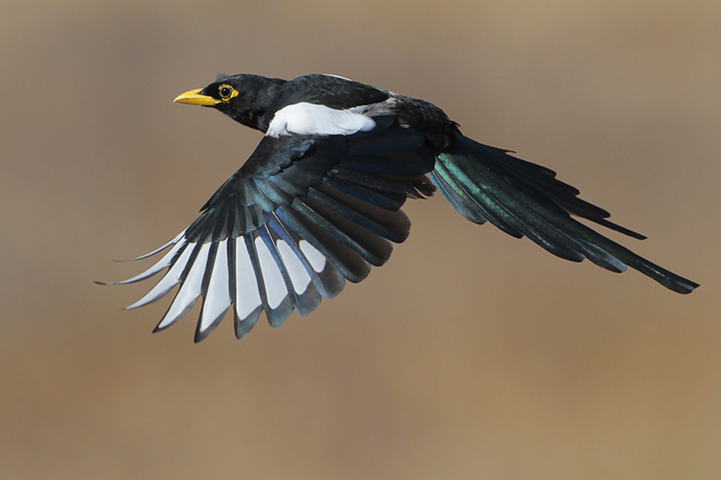 Yellow-billed Magpie