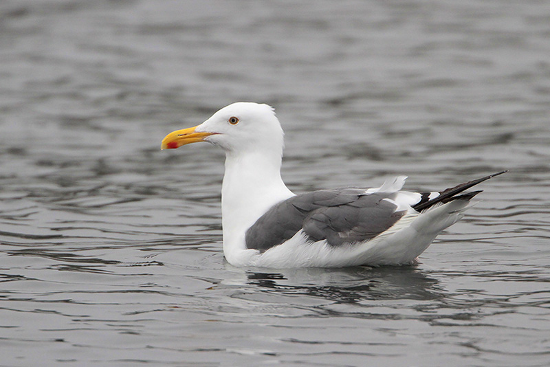 Western Gull