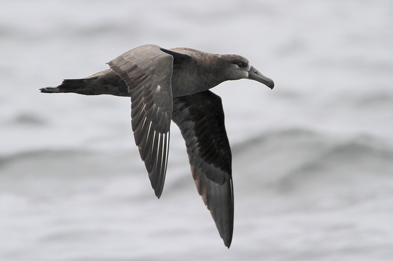 Black-footed Albatross