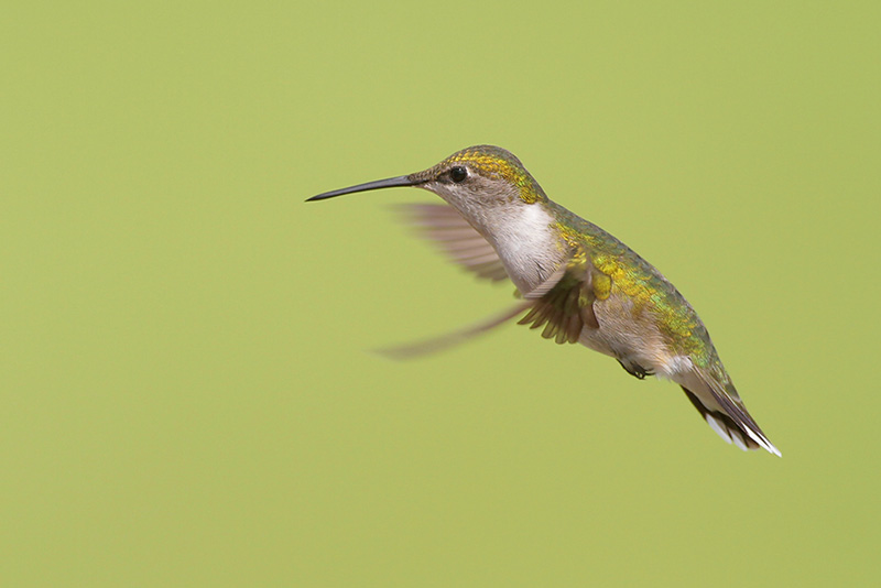 Ruby-throated Hummingbird