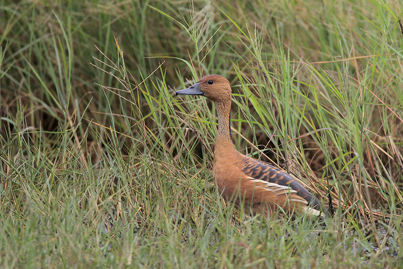Fulvous Whistling-Duck