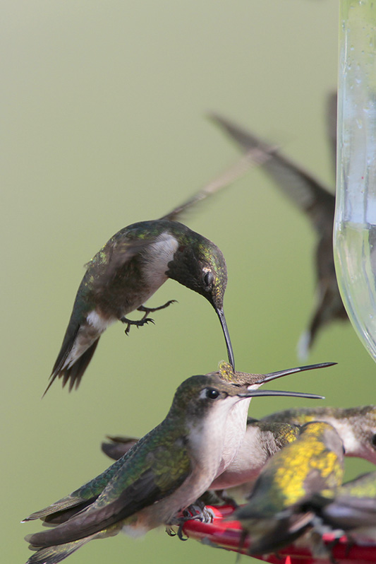 Ruby-throated Hummingbird