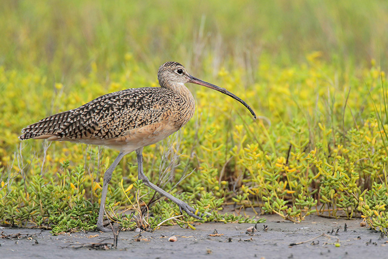 Long-billed Curlew