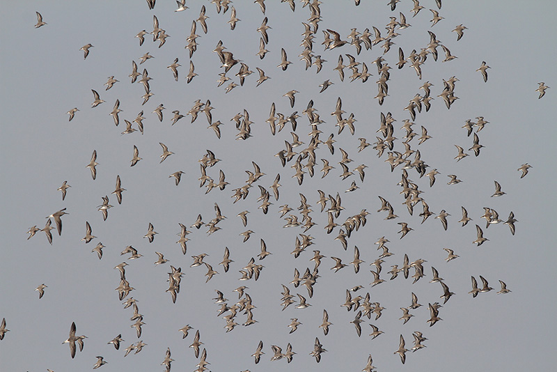 Western Sandpiper