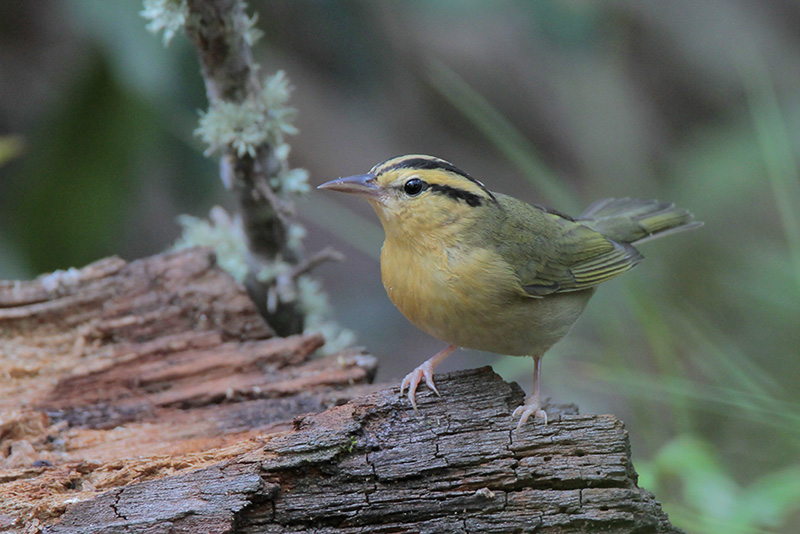 Worm-eating Warbler