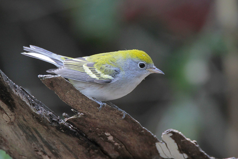 Chestnut-sided Warbler