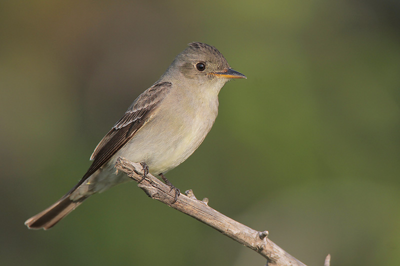 Eastern Wood-Pewee