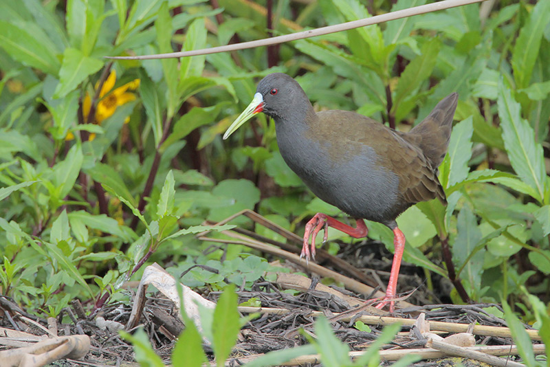 Plumbeous Rail