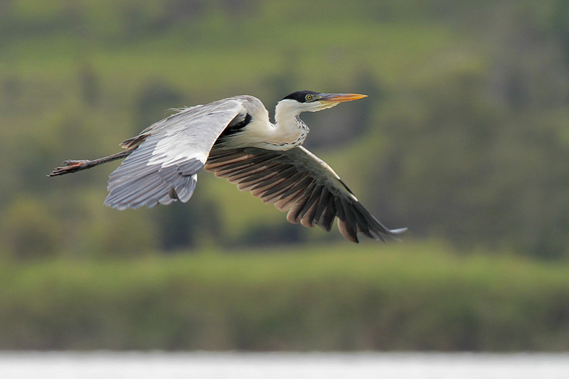 Cocoi Heron