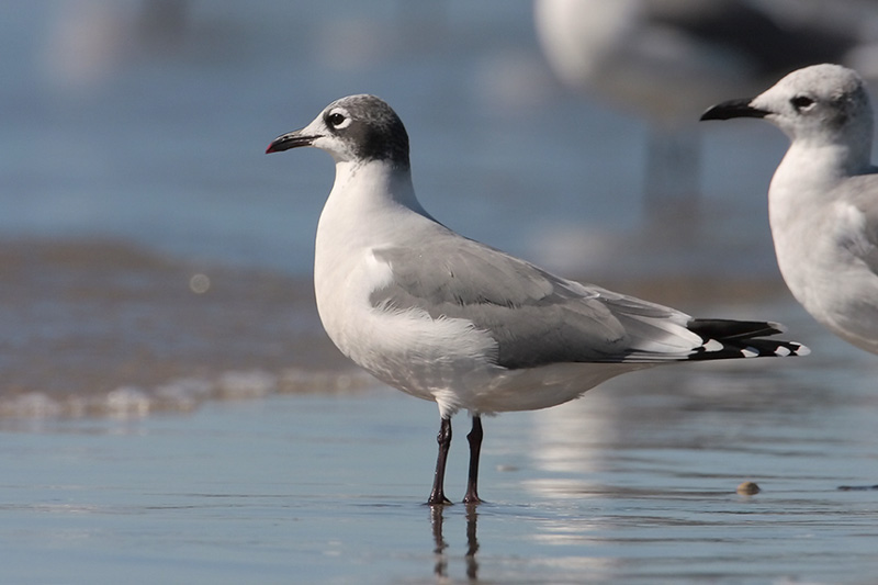 Franklins Gull