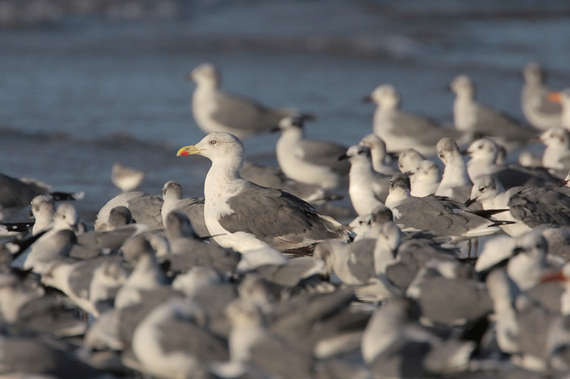 Lesser Black-backed Gull