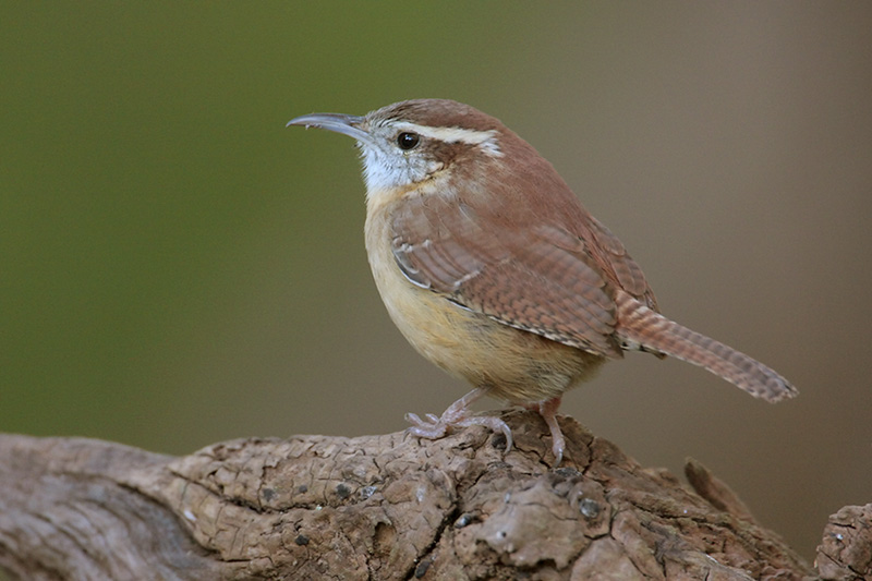 Carolina Wren