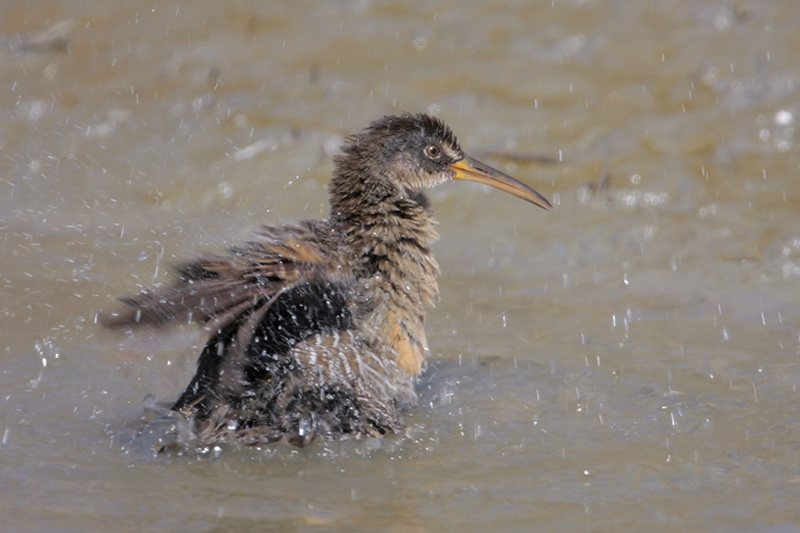 Clapper Rail