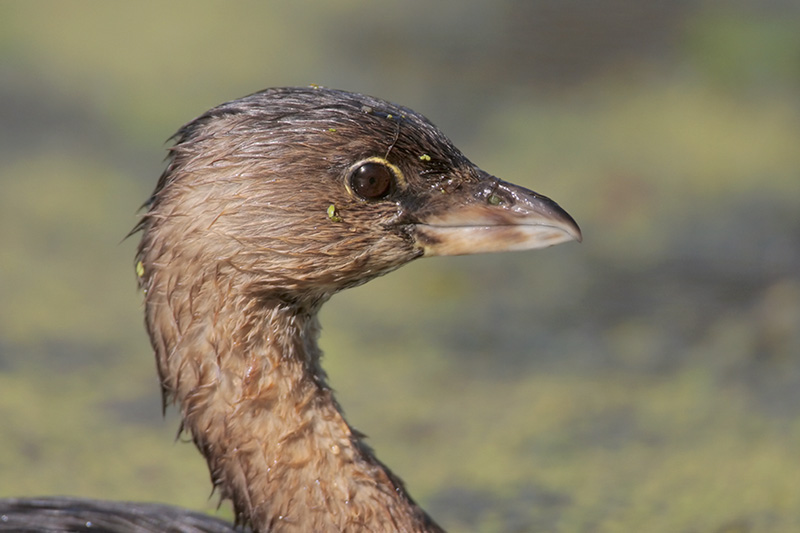 Pied-billed Grebe