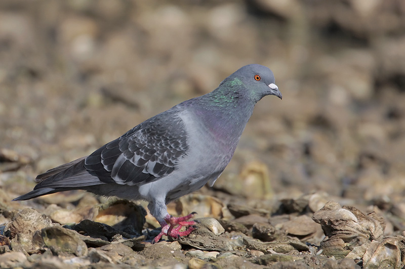 Rock Pigeon