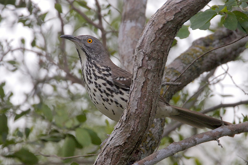 Long-billed Thrasher