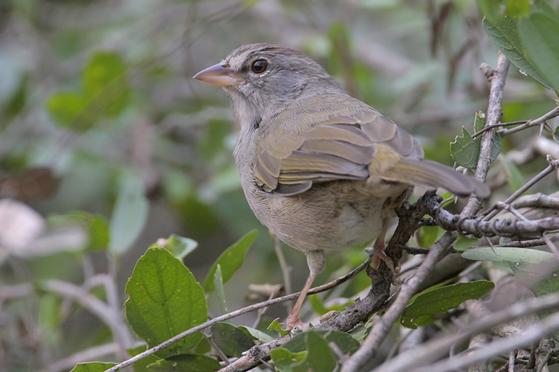 Olive Sparrow