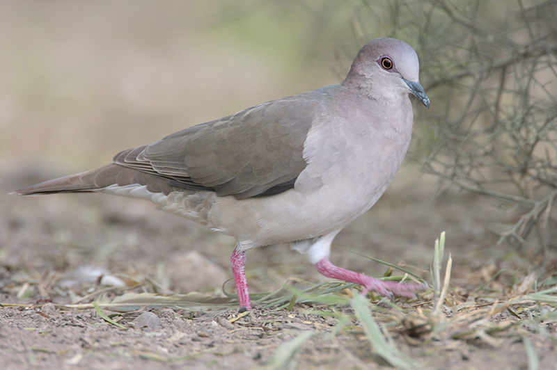 White-tipped Dove