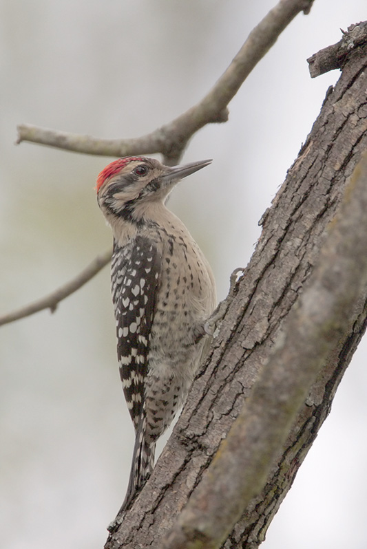 Ladder-backed Woodpecker