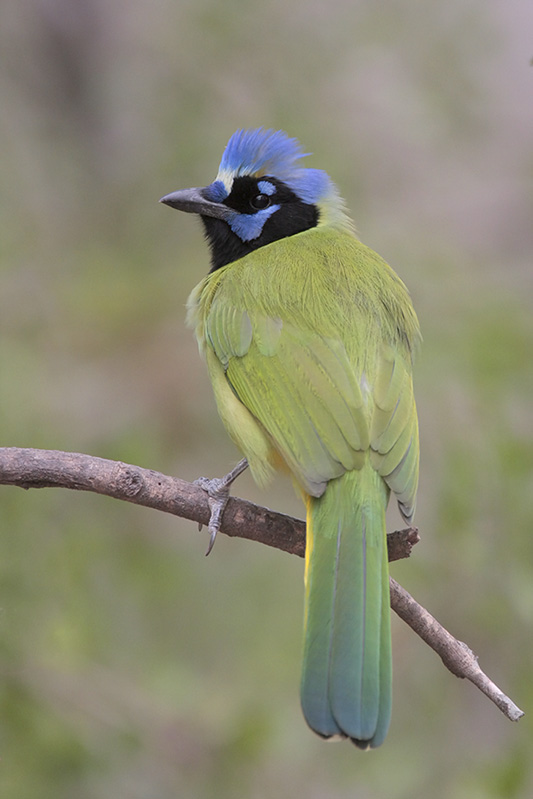 Green Jay