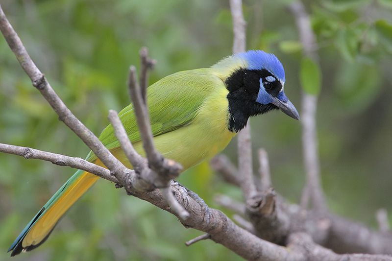 Green Jay