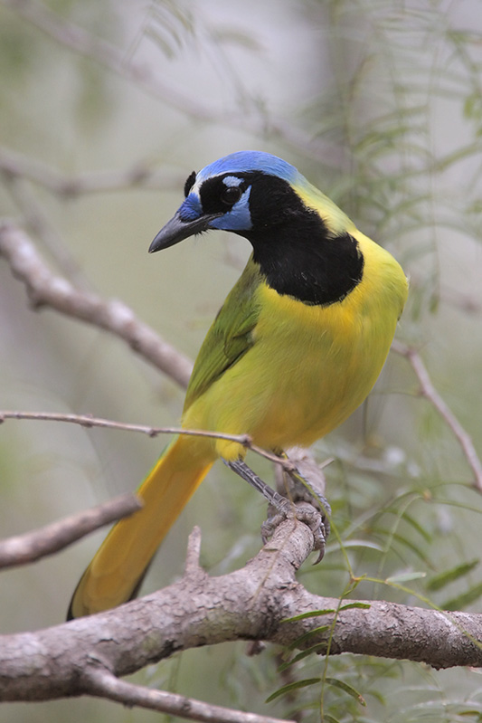 Green Jay