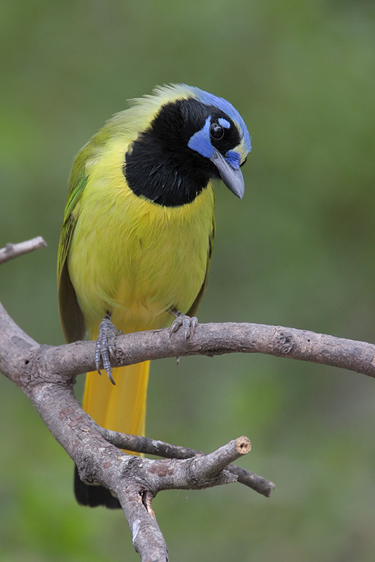 Green Jay