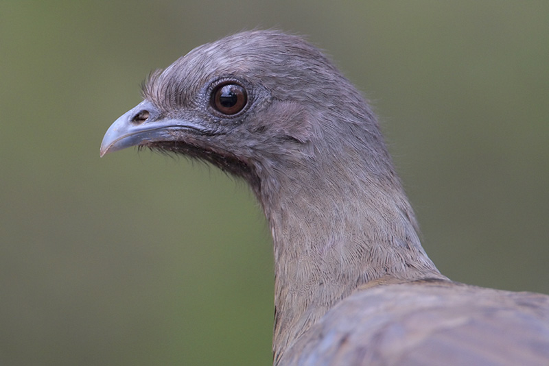 Plain Chachalaca