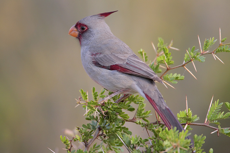 Pyrrhuloxia