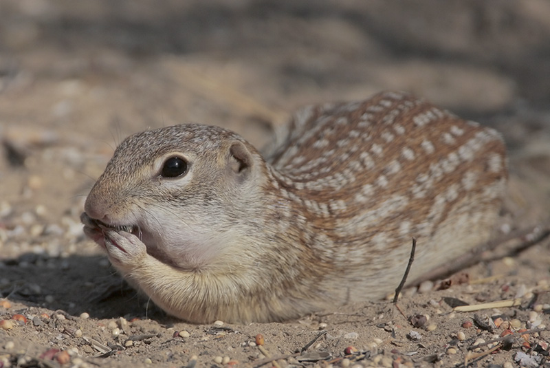 Mexican Ground Squirrel