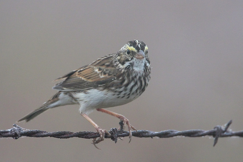 Savannah Sparrow