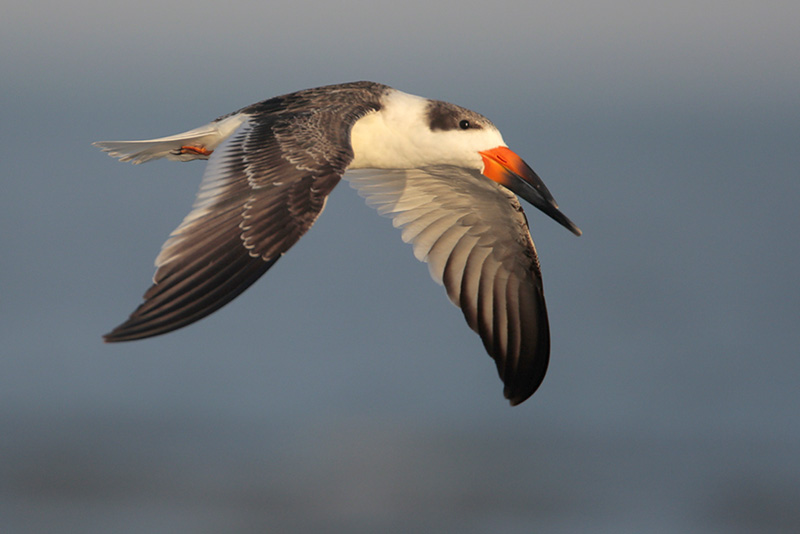 Black Skimmer