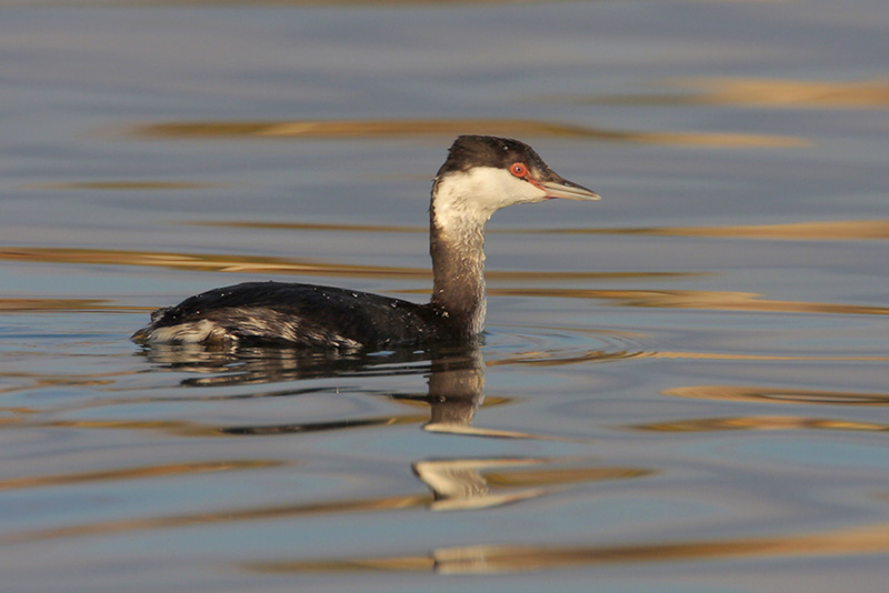 Horned Grebe