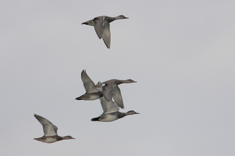 Gadwall