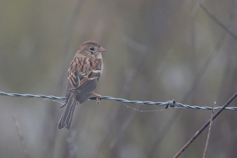 Field Sparrow