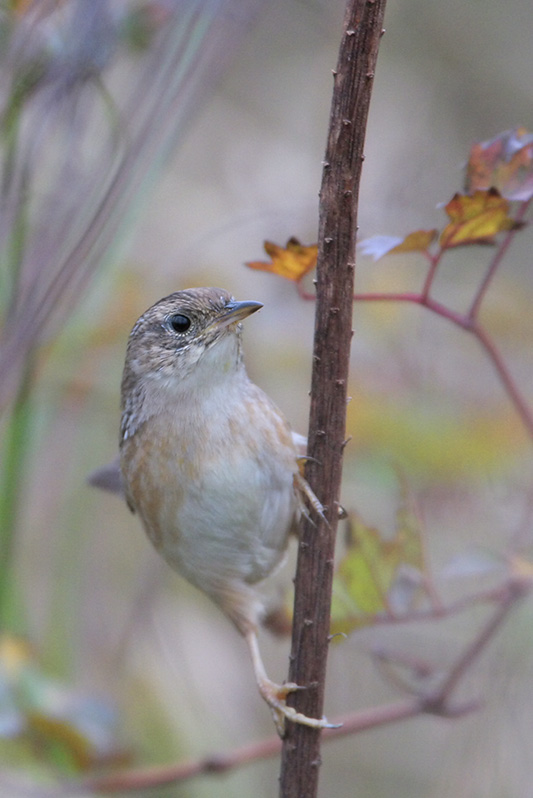 Sedge Wren